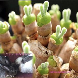 多肉植物　うさぎの耳栽培セット 種10粒付き モニラリア　必要なものが揃ってます☆LabiCatsオ...