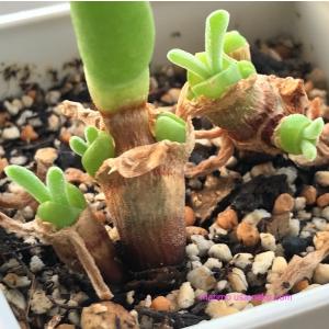 多肉植物 うさぎの耳 モニラリア 種20粒 大...の詳細画像2