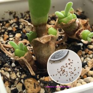 多肉植物 うさぎの耳 モニラリア 種20粒 大...の詳細画像3