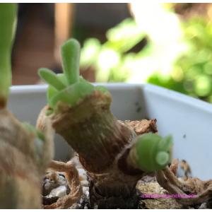 多肉植物 うさぎの耳 モニラリア 種20粒 大...の詳細画像4