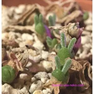 多肉植物 うさぎの耳 モニラリア 種20粒 大...の詳細画像5