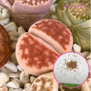 コノフィツム　種子　１００種類セット　各種１０粒ずつ 多肉植物 コノフィツム オルナツム 種子10粒 Conophytum ornatum 種子