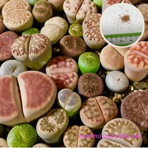多肉植物 リトープス 碧瑠璃 LITHOPS terricolor C133 種10粒 メセン