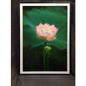 青い月の蓮の花は炉を吊って黄銅の置物の事務室をいぶして装飾品を飾り ...