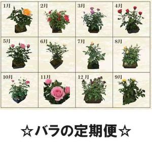 バラ苗 頒布会 ミニバラ 盆栽 ミニバラ盆栽 プラスチック鉢 定期便 ギフト仕様 水谷農園 定期 グリーン 母の日 父の日 誕生日 ギフト プレゼント 花 フラワー Hanpukai Mizutani 革 財布 バッグ専門店 ラファン 通販 Yahoo ショッピング