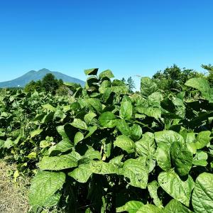 毛豆 1.5kg レンジ対応小分け袋 5枚入 ...の詳細画像1