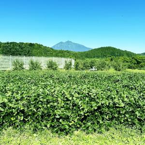 毛豆 1.5kg レンジ対応小分け袋 5枚入 ...の詳細画像2