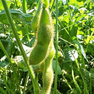 毛豆 1.5kg レンジ対応小分け袋 5枚入 ...の詳細画像3