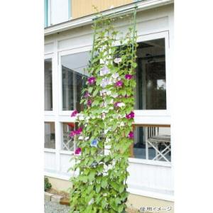 DAIM 第一ビニール 緑のカーテン 3m伸縮 ワイド800 ダークグリーン グリーンカーテン