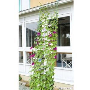 DAIM 第一ビニール 緑のカーテン 3m伸縮 ワイド800 ダークグリーン グリーンカーテン