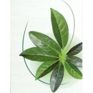 緑茶1000ml ランプベルジェ アロマオイルの詳細画像1