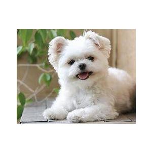 当店オリジナル ペット メモリアル プレート ...の詳細画像5