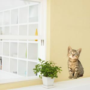 送料無料 動物写真家 岩合光昭 ねこウォールステッカー 10 シール 壁デコ フチなし 賃貸ok 人気 世界ネコ歩き カーテン ウォールステッカー市場 通販 Yahoo ショッピング