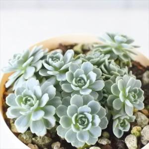 多肉植物 セダム ローズセダム 6cmポット 観葉植物 インテリア