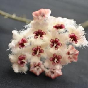 ホヤ サクラランランキング ギガランキングｊｐ