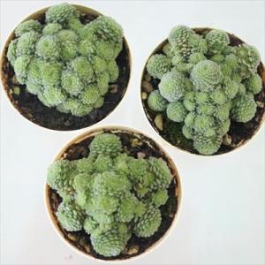 多肉植物 モナンテス ポリフィラ 6cmポット...の詳細画像2