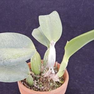 洋ラン【開花見込株】ミニカトレア ピクシーレイ...の詳細画像1