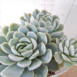 多肉植物 エケベリア エレガンス 9cmポット 観葉植物