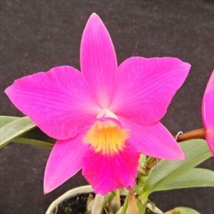 洋ラン【開花見込株】ミニカトレア ルビー ラブ ’アベ’ Ruby Love ’Abe’ 9cmポッ...