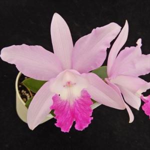 Phal.tetraspis (テトラスピス) BS ファレノプシス原種 (販売期間4月