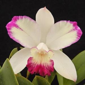 ミスマフェット 花なし株 5号鉢 日本蜜蜂（ミツバチ）を呼びます金稜辺