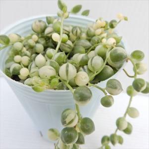 多肉植物 斑入りグリーンネックレス 7.5cmポ...の商品画像
