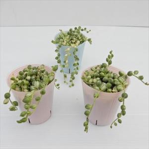 多肉植物 斑入りグリーンネックレス 7.5cm...の詳細画像1
