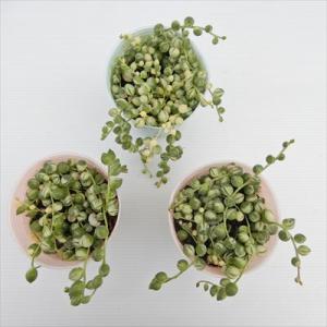多肉植物 斑入りグリーンネックレス 7.5cm...の詳細画像2