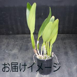 洋ラン【開花見込株】カトレア ドラムビート ’...の詳細画像1