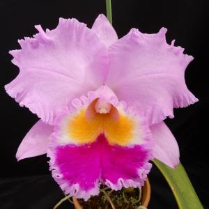 日本寒蘭】豊雪（ほうせつ）/ 花 蘭 東洋蘭 寒蘭 : ヨネヤマ - 通販