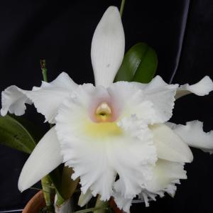 洋ラン【開花見込株】カトレア バーモンツ グリーン マウンテンズ トウメイ Rlc.Vermonts Green Mountains ’Tomei’ 6号鉢 洋ラン 洋蘭 インテリア hni