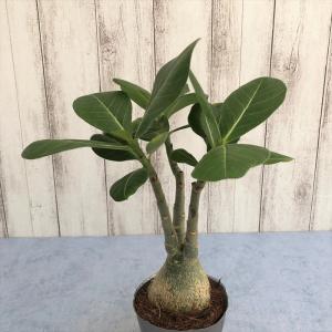 アデニウムのランキングtop100 人気売れ筋ランキング Yahoo ショッピング