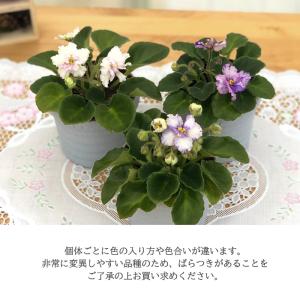 【予約販売】 セントポーリア ロブススマーティ...の詳細画像5