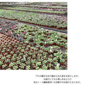 【予約販売】 セントポーリア ロブスラフスタッ...の詳細画像3