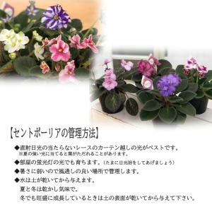 【予約販売】 セントポーリア ロブスラフスタッ...の詳細画像4