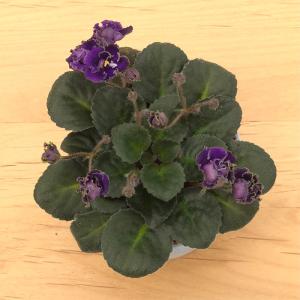 【予約販売】 セントポーリア ロブスラフスタッ...の詳細画像5