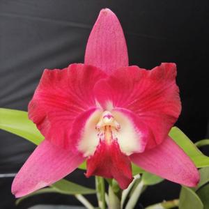 Phal.tetraspis (テトラスピス) BS ファレノプシス原種 (販売期間4月