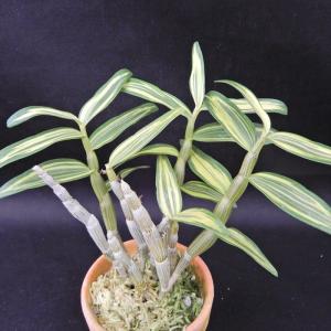 石化トキワシノブ 猫の手 9cmポット 綴化 子猫 古典植物 シダ植物 山