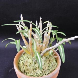 現品販売】松葉蘭 青龍角 3.5号観音鉢 マツバラン 古典植物 山野草 kih