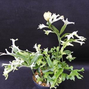 石化トキワシノブ 猫の手 9cmポット 綴化 子猫 古典植物 シダ植物 山
