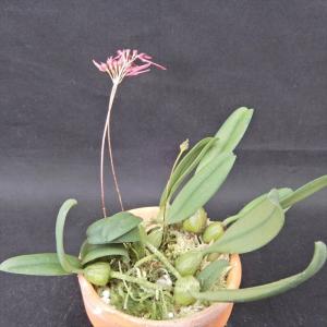 現品販売】軒忍 黒龍 2.5号鉢 ノキシノブ 古典植物 シダ植物 山野草