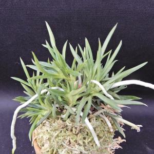 富貴蘭 四万十の華 苗1条子付き 富貴蘭 四万十の華 苗1条子付き