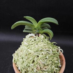 富貴蘭】 青海（せいかい）1条/ 花 蘭 古典植物 フウラン : ヨネヤマ