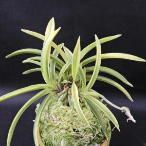 富貴蘭】 緑宝（りょくほう）1条/ 花 蘭 古典植物 フウラン : ヨネヤマ