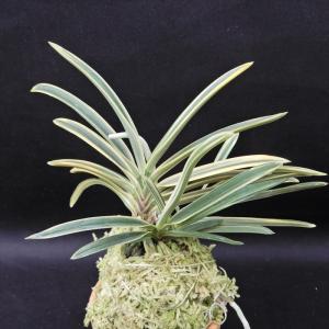 富貴蘭 紀州緑風 2.5号鉢 フウキラン 風蘭 古典植物 山野草 kih : レイ