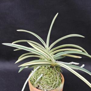 富貴蘭】 千載錦（せんざいにしき）/ 花 古典植物 フウラン : ヨネヤマ