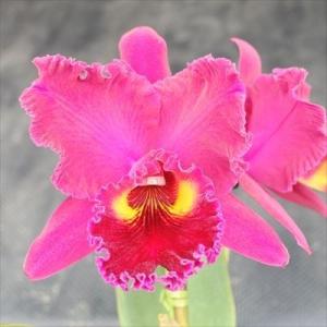 洋ラン【開花見込株】カトレア サンヤンルビー カンラン Sanyuan Ruby Kuan Lung...