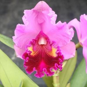 現品販売】松葉蘭 青龍角 3.5号観音鉢 マツバラン 古典植物 山野草 kih