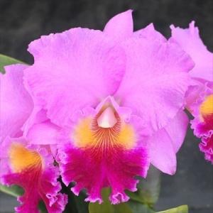 C.walkeriana coerulea 'Blue Diamond'OG (C.ワルケリアナ セルレア