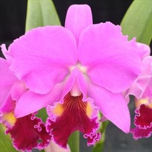 母の日 Mother's Day 胡蝶蘭【マザーチーク】5号鉢 2本立ち 陶器鉢